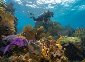 Belize da la bienvenida a buceadores certificados a Beyond Blue Summit 2025: experiencia transformadora bajo el mar