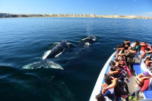 Civitatis cerró acuerdo con Puerto Madryn para impulsar a prestadores de turismo locales a nivel internacional