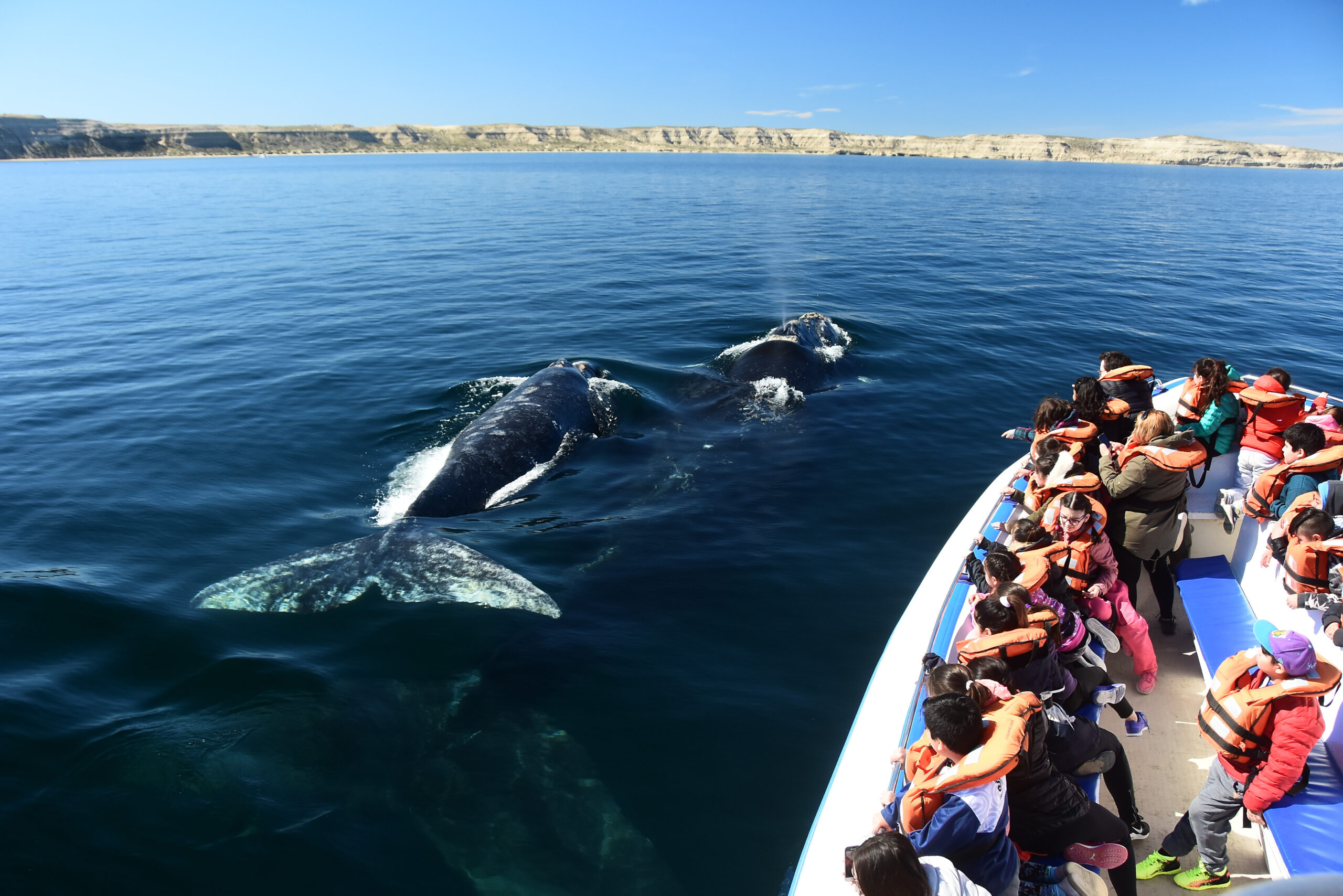 Civitatis cerró acuerdo con Puerto Madryn para impulsar a prestadores de turismo locales a nivel internacional