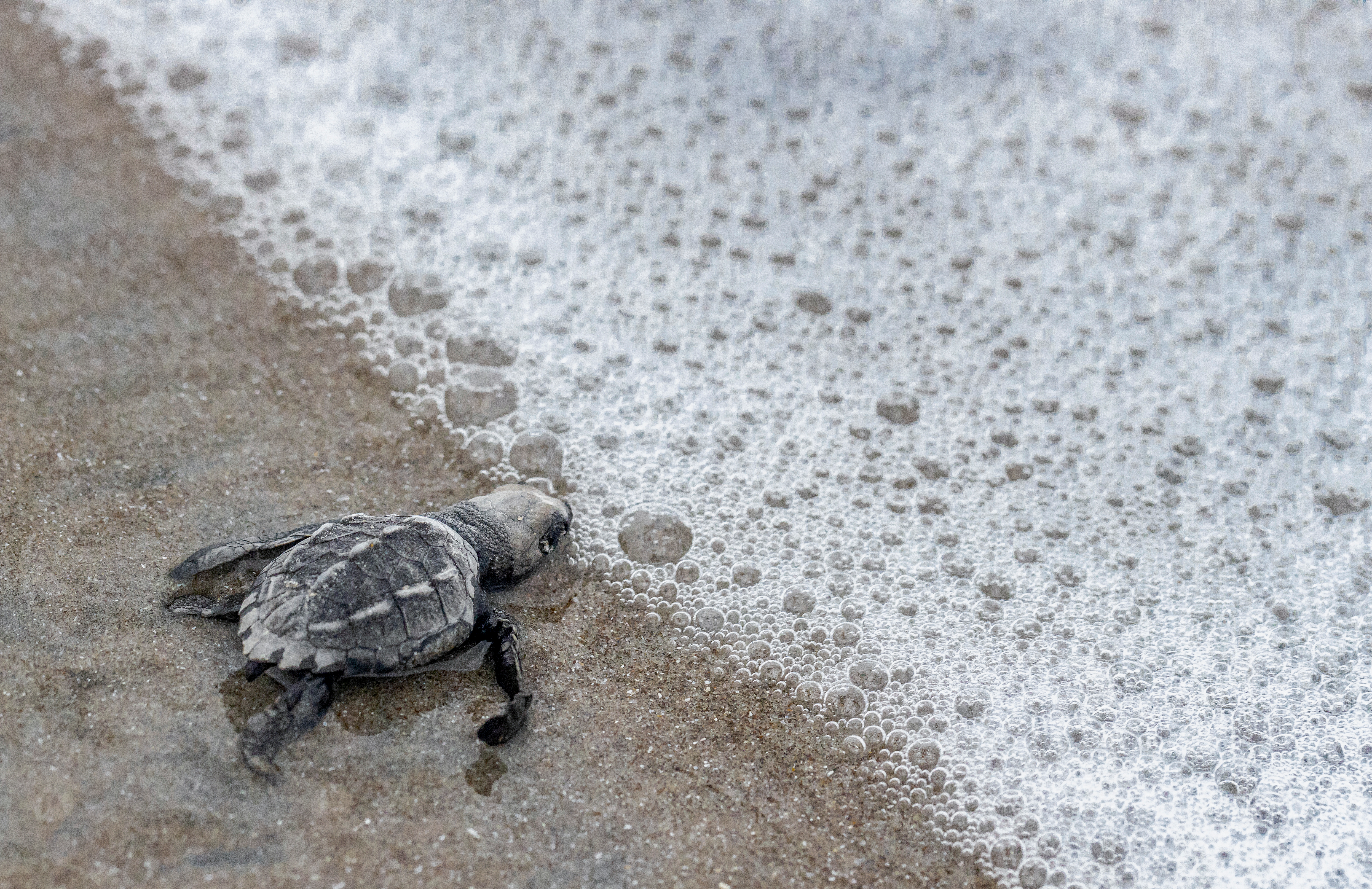 Un espectáculo natural imperdible: La anidación de tortugas en Panamá