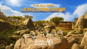 Busch Gardens Tampa Bay presenta “Lion & Hyena Ridge”, hábitat de animales inmersivos