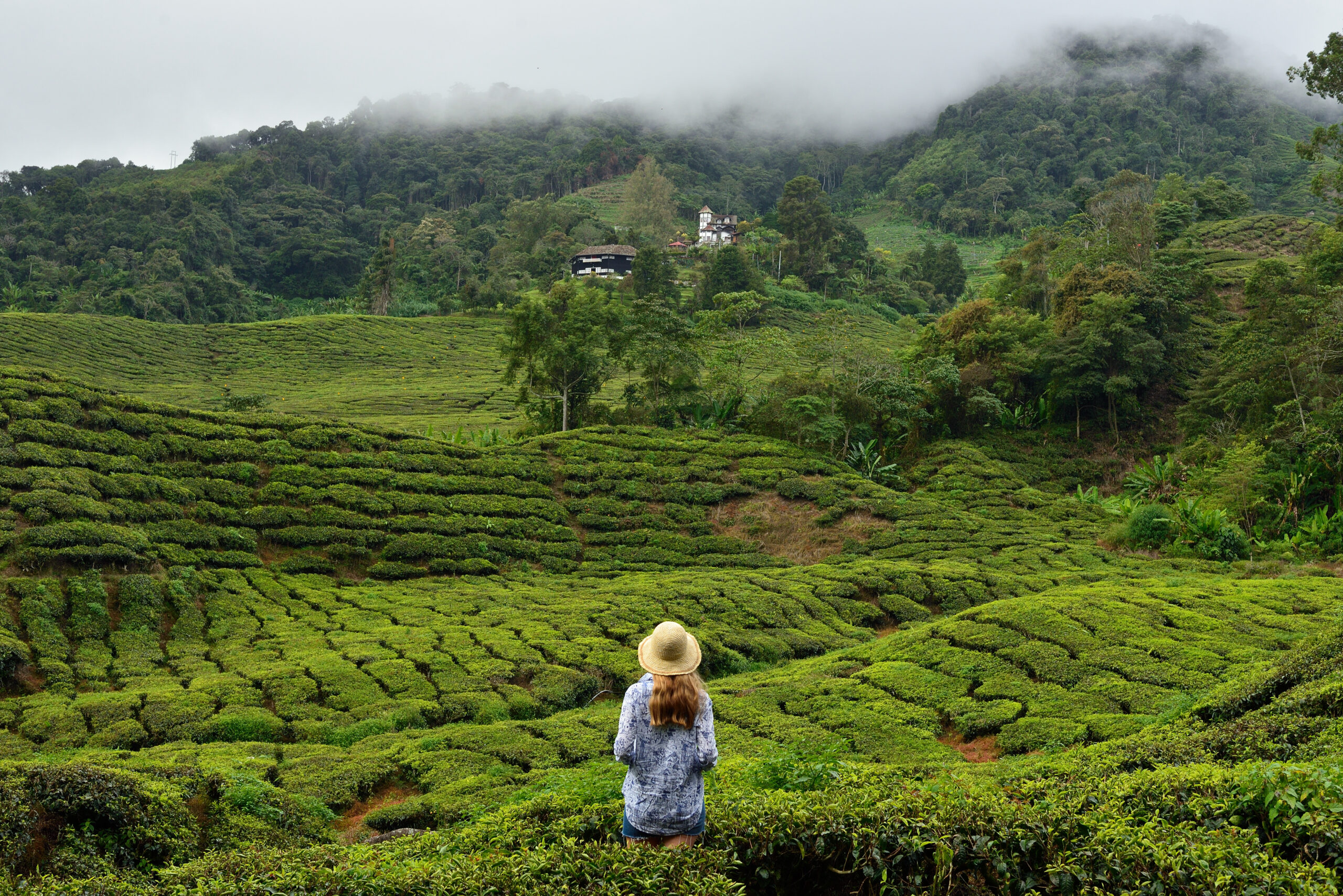 De la selva al mar: rutas panorámicas en tren y carretera por Malasia