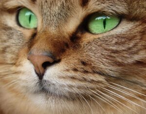 Un estudio revela que los gatos llegaron a Europa con el Imperio romano