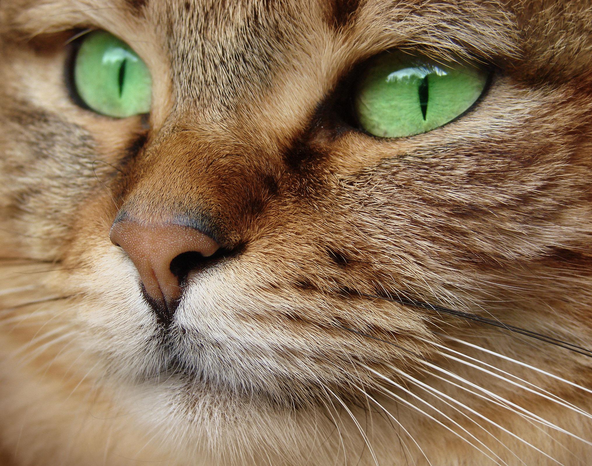 Un estudio revela que los gatos llegaron a Europa con el Imperio romano