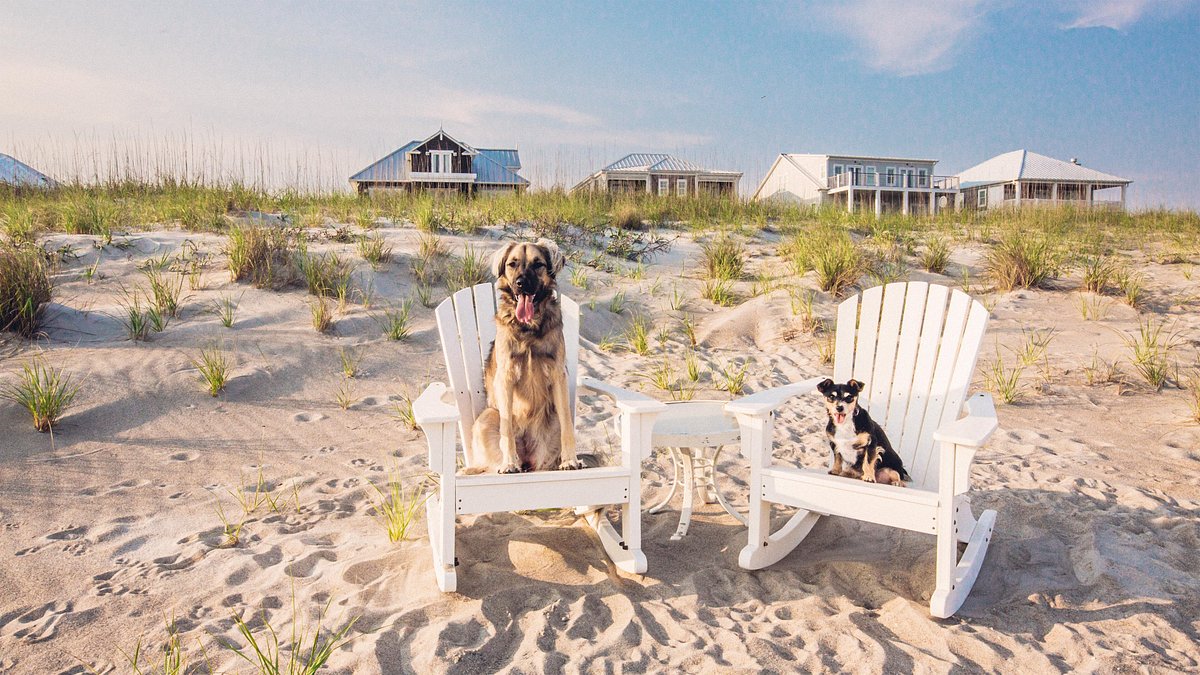 Viajar con mascotas: la tendencia pet friendly crece en Argentina y redefine el turismo