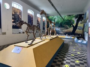 El arte de darle “otra vida” a los animales: así trabaja un taxidermista en Paraná