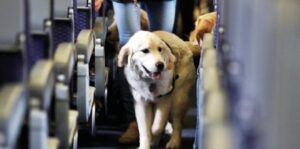 Revolución pet-friendly: ya se puede volar con perros de hasta 30 kg en cabina (y sin transportín)