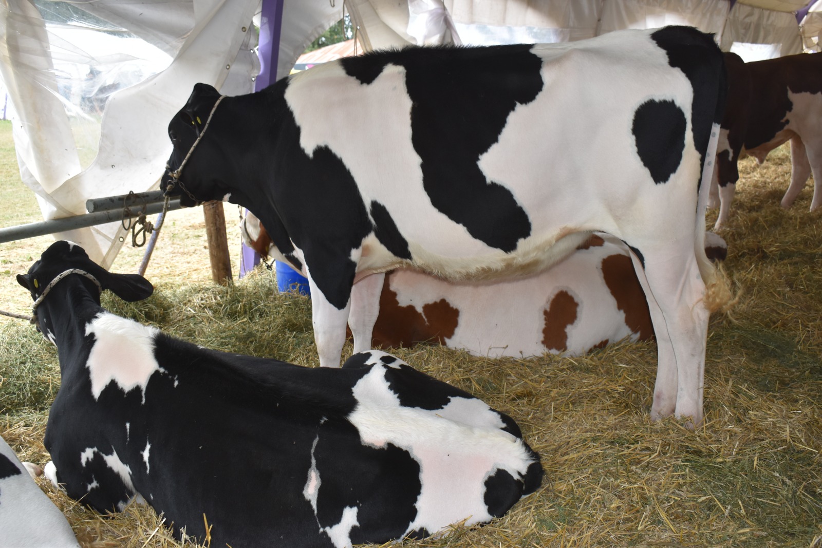 Presentación y lanzamiento oficial de la XXII Expo Provincial de la Leche y la XIII Edición de la Expo Jersey Entrerriana