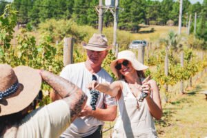 Concordia se abre paso en la ruta del vino: Tannat, viñedos y sabores junto al río Uruguay