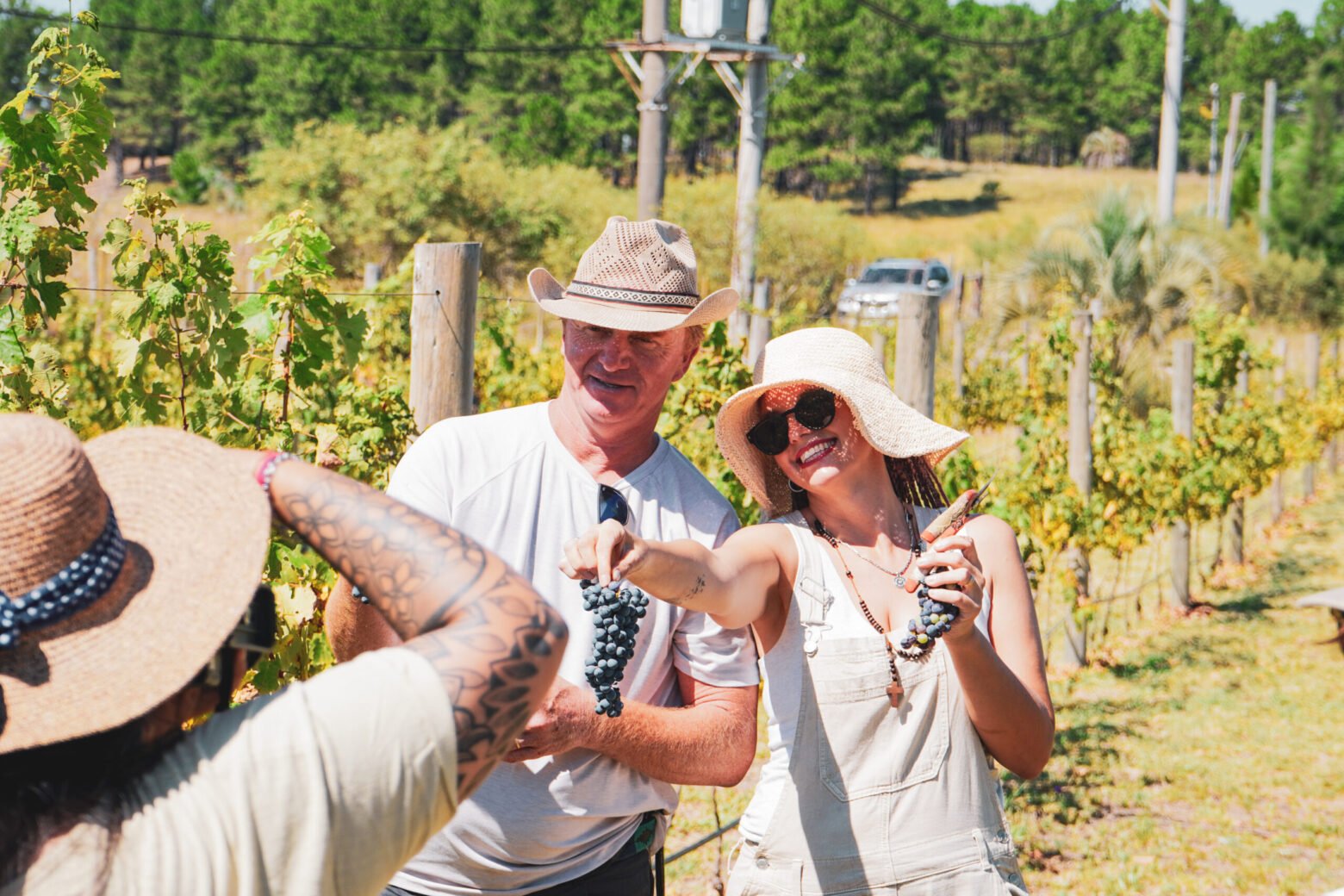 Concordia se abre paso en la ruta del vino: Tannat, viñedos y sabores junto al río Uruguay