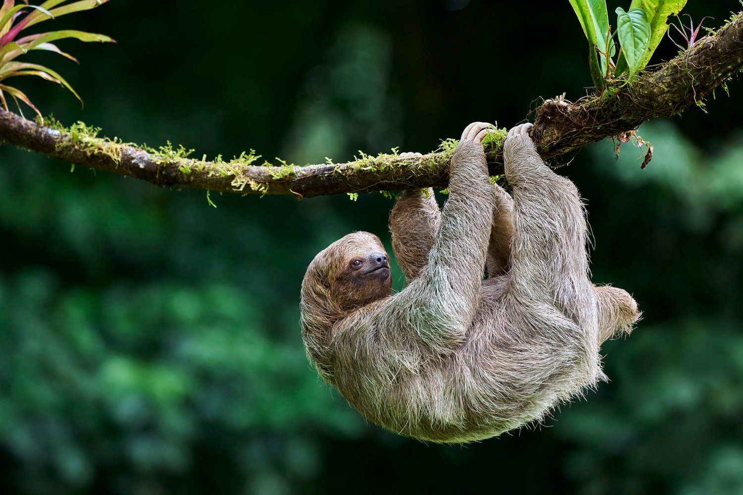 Costa Rica: la experiencia de encontrarse cara a cara con un perezoso en plena naturaleza