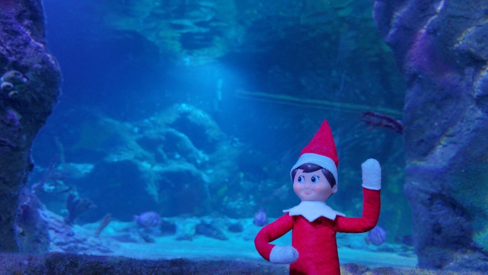 SEA LIFE Orlando celebra la Navidad con una aventura submarina de The Elf on the Shelf